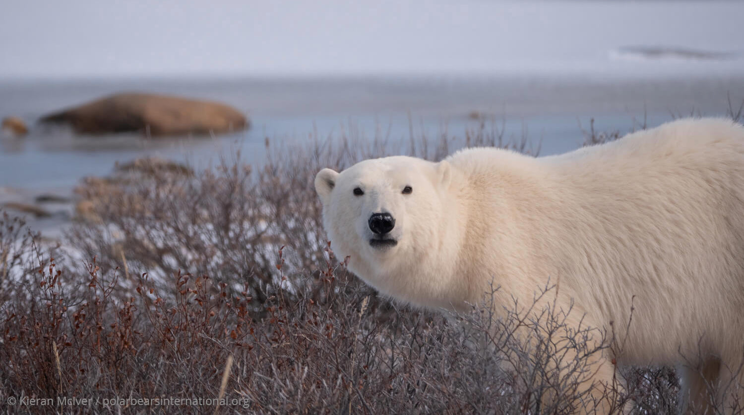 Polar bear in Churchill, Canada. Photo by Kieran Mclver Polar Bears International