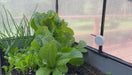 Ruuvi Tag in greenhouse